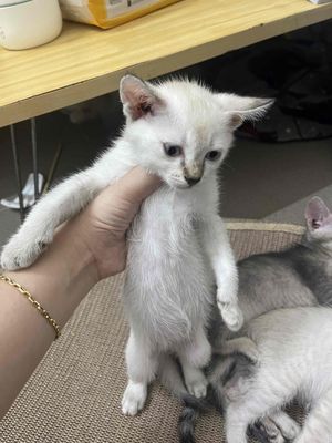 tìm nhà mới cho 3 bé xiêm lai hcm