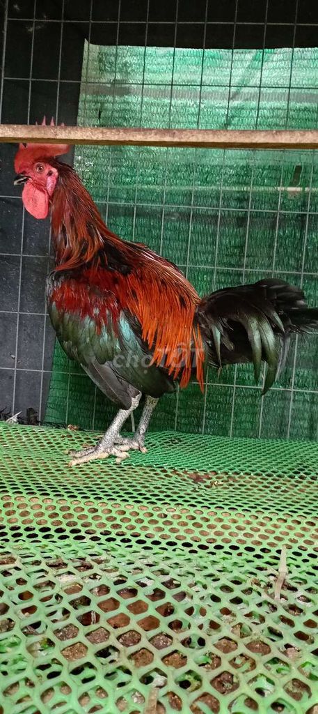 Gà trống Peru . Mua bán Gà tại Huyện Hóc Môn Tp Hồ Chí Minh được đăng bởi FB Huy Cuong Peru Gallos hình 1
