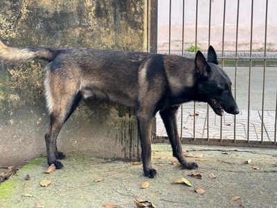 Chó Bec Bỉ cái 12 tháng tuổi