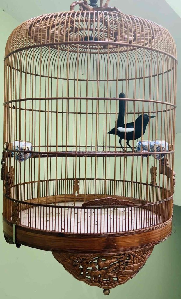Chim Indo Full Đen. Mua bán Chim tại Quận 3 Tp Hồ Chí Minh được đăng bởi Trọng Huỳnh hình 1