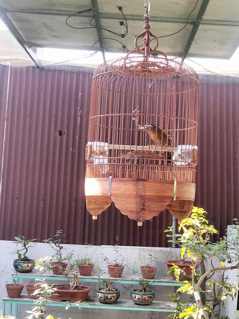 Bộ chim 4 mùa. Mua bán Chim tại Quận 12 Tp Hồ Chí Minh được đăng bởi Thiện hình 1