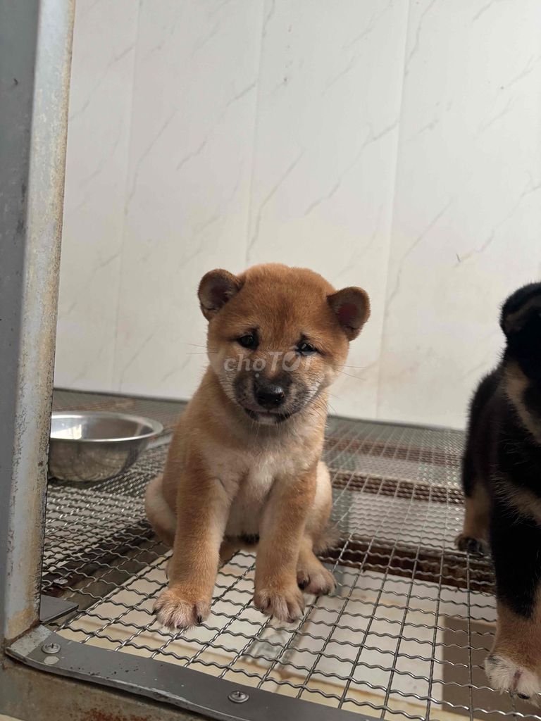 Chó Shiba Inu cái 2 tháng tuổi. Mua bán Chó tại Thành phố Thuận An Bình Dương được đăng bởi Anh Túc Nguyễn hình 1
