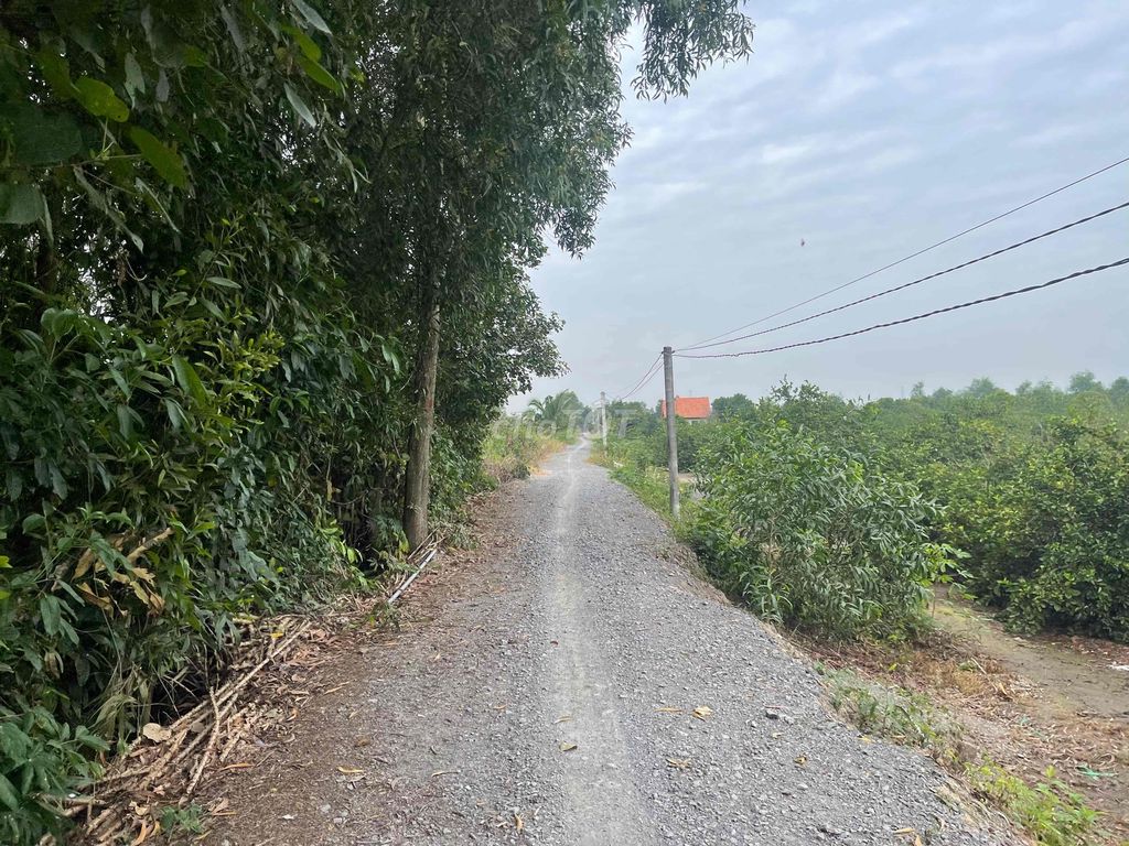 1000m2 đnag trồng chanh và dừa thu hoạch, cách 816 tam 1km đg ô tô. Mua bán đất tại Huyện Bến Lức Long An được đăng bởi Phan Anh Khoa hình 1