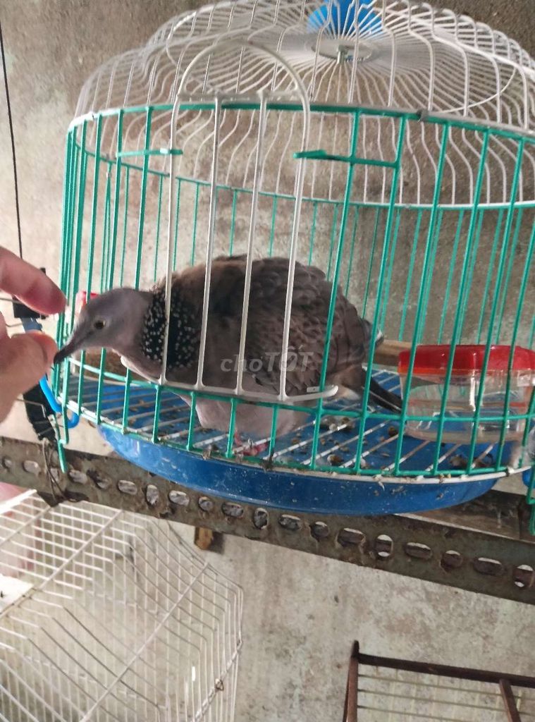 Chim cu Việt Nam. Mua bán Chim tại Thành phố Thủ Đức Tp Hồ Chí Minh được đăng bởi  van loc hình 1