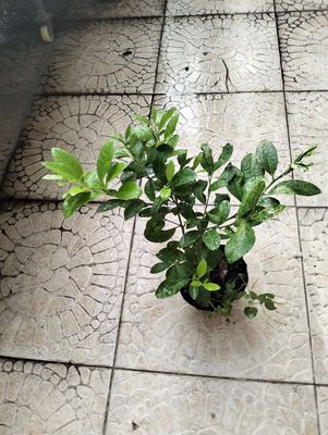 Cây chanh giống. Mua bán Cây cảnh, đồ trang trí tại Quận Tân Bình Tp Hồ Chí Minh được đăng bởi Pham Đinh Duyên