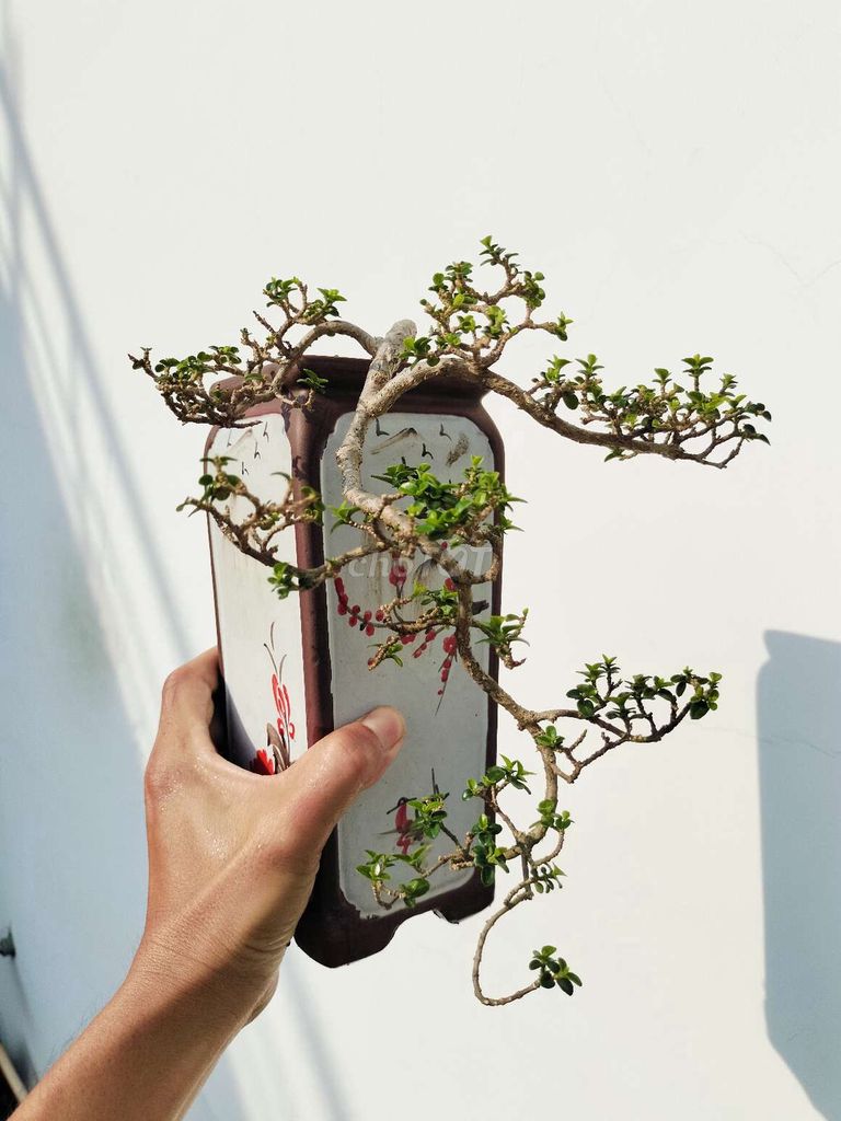 Chậu sam hương Đài Loan bonsai mini dáng đổ