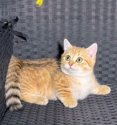 Mèo cảnh Golden đực chân lùn ny24