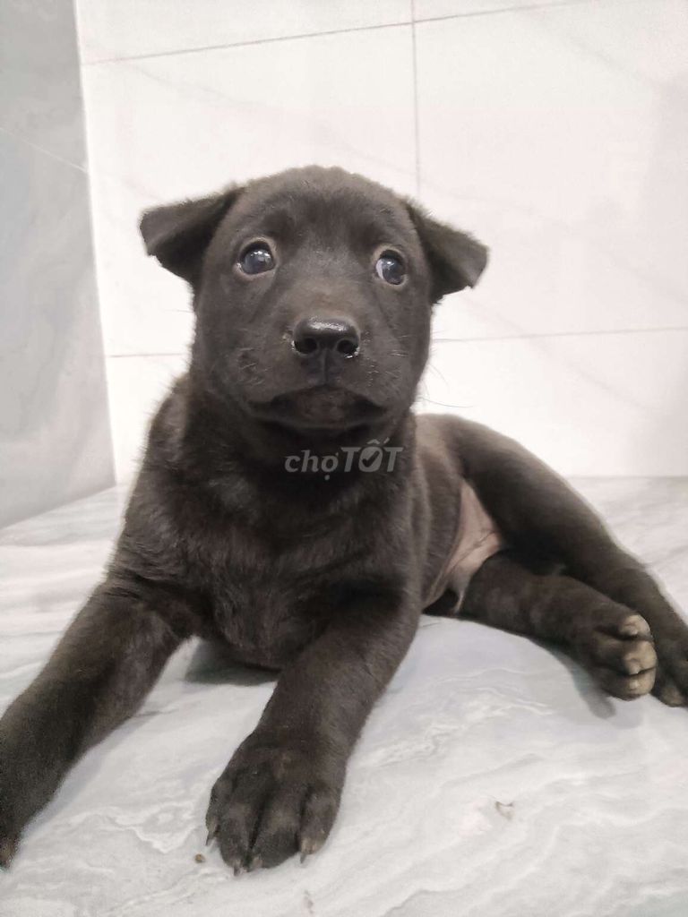 Chó Labrador đen 1.5 tháng dễ dạy ngoan hiền. Mua bán Chó tại Quận 6 Tp Hồ Chí Minh được đăng bởi Tăng Chí Lương  hình 1