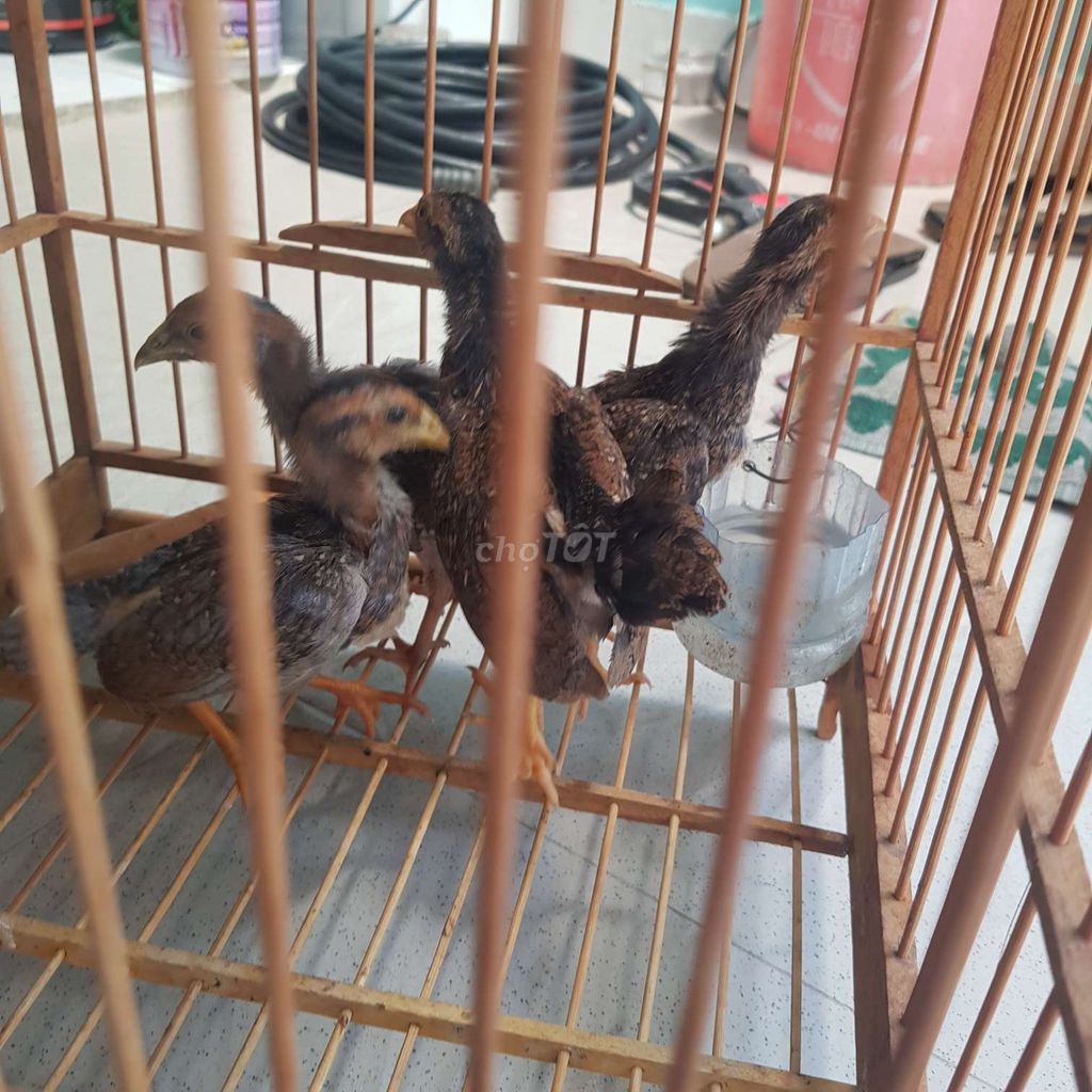 Gà tre Việt lai tre Bắc mini trống 1 tháng giá rẻ. Mua bán Gà tại Quận Tân Bình Tp Hồ Chí Minh được đăng bởi xuyến nguyễn hình 1