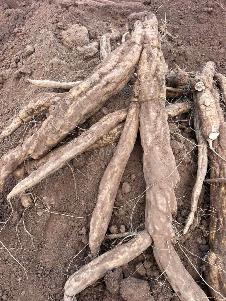 Bột sắn dây Tự nhiên Trắng. Mua bán Đồ ăn, thực phẩm và các loại khác tại Quận Tân Phú Tp Hồ Chí Minh được đăng bởi Lê hình 1