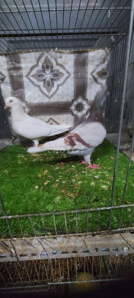 Chim bồ câu titan trống trắng mái xám. Mua bán Chim tại Quận Bình Tân Tp Hồ Chí Minh được đăng bởi VINH Cường hình 1