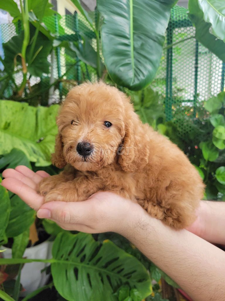 chó poodle 2 tháng thuần chủng. Mua bán Chó tại Quận Gò Vấp Tp Hồ Chí Minh được đăng bởi NGUYỄN DUY hình 3