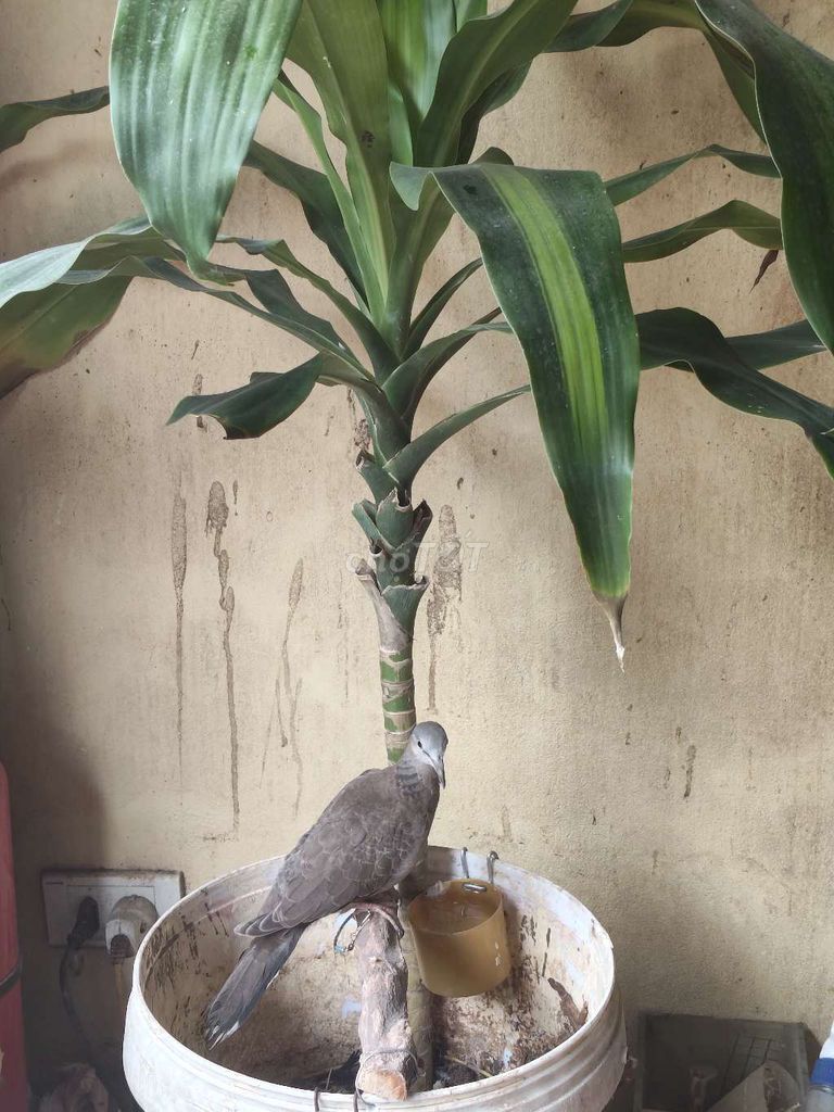 Chim gáy non màu Xám phong thủy. Mua bán Chim tại Quận Bắc Từ Liêm Hà Nội được đăng bởi nguyễn văn hiếu hình 1