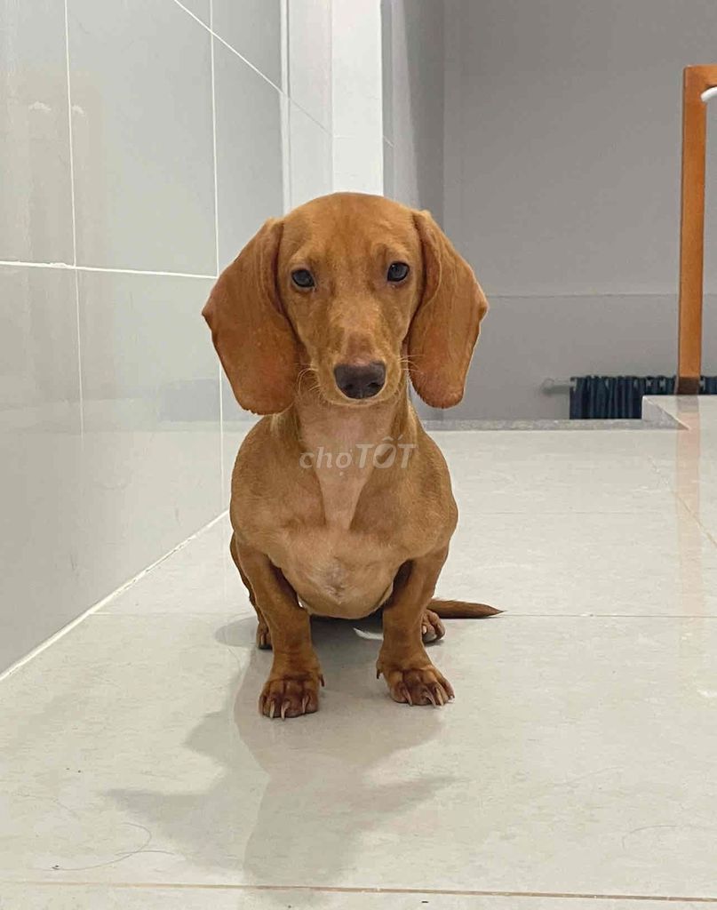 Chó Lạp xưởng Nâu. Mua bán Chó tại Quận 7 Tp Hồ Chí Minh được đăng bởi Tên chưa cung cấp hình 1