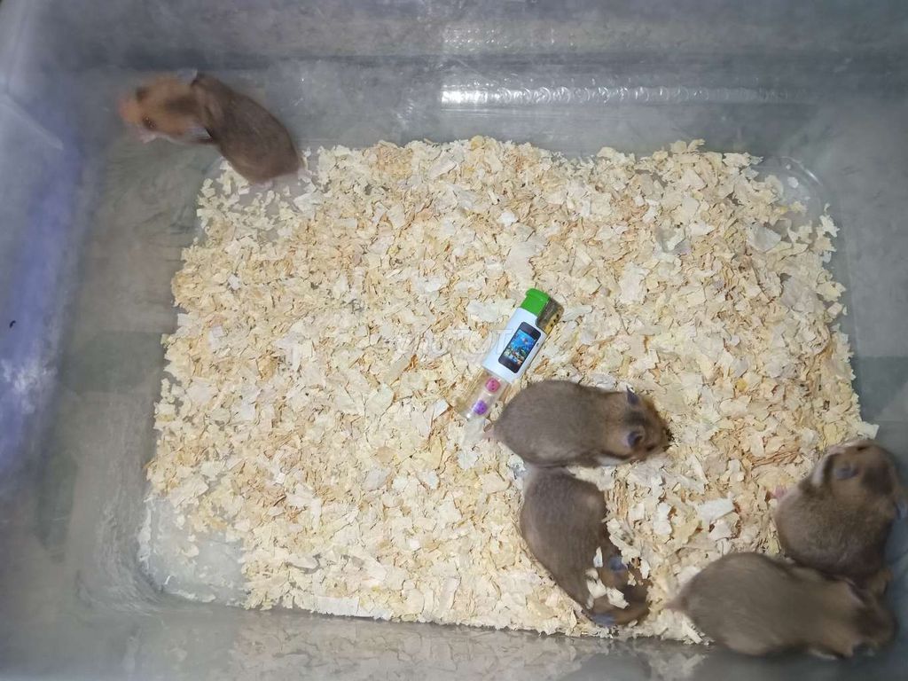 Cần bán gắp bầy chuột Hamster 6 con để lấy chuồng