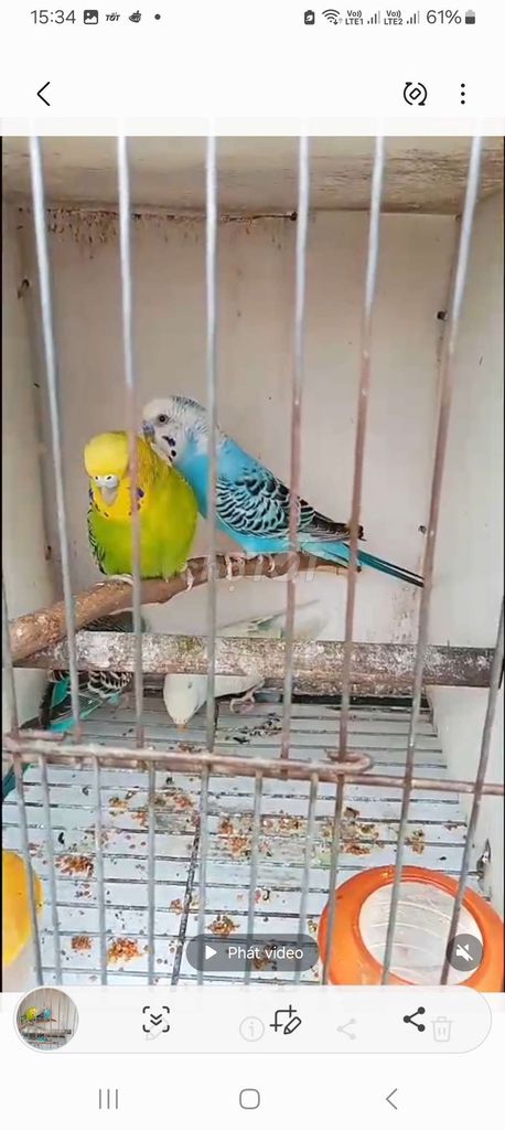 Trại thụy phương bán yến phụng hà lan . Mua bán Thú cưng khác tại Quận Long Biên Hà Nội được đăng bởi tổng kho gia dụng  hình 1