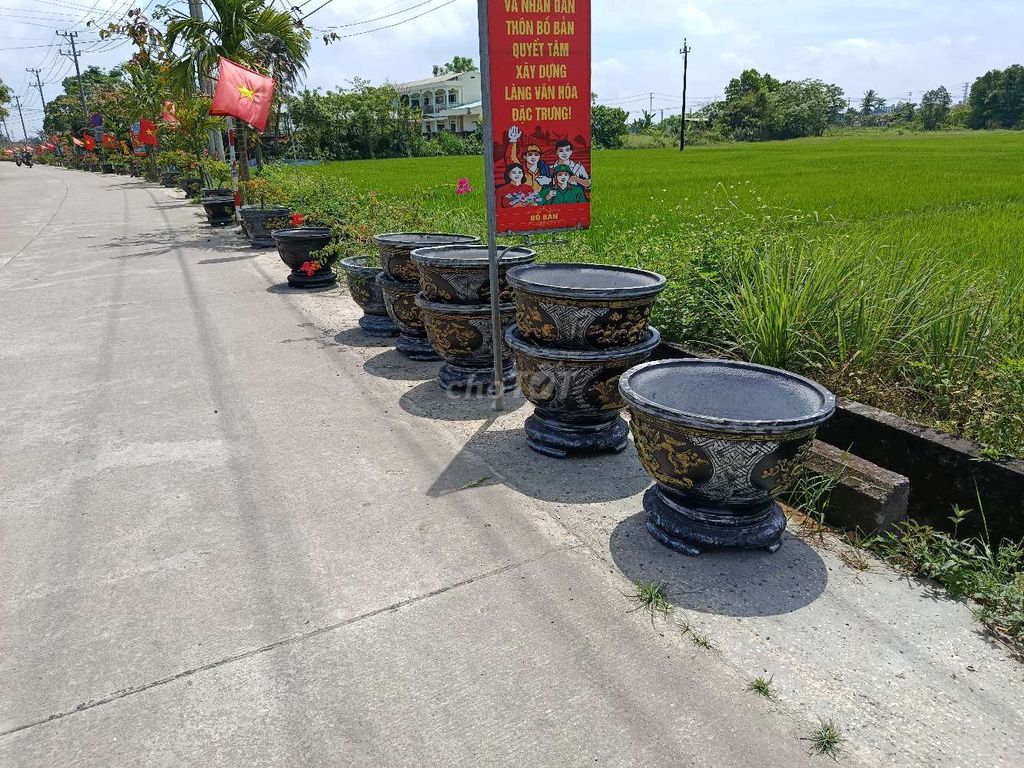 Chậu cảnh, xơ dừa, phân bò hoai