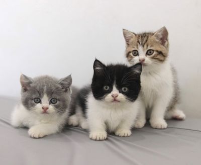 MÈO ALN BICOLOR THUẦN CHỦNG CHÂN NGẮN MŨI HỒNG. Mua bán Mèo tại Quận 12 Tp Hồ Chí Minh được đăng bởi Thao