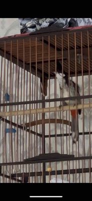 chào mào bổi đấu thanh lý. Mua bán Chim tại Huyện Củ Chi Tp Hồ Chí Minh được đăng bởi duc