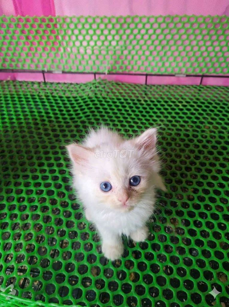 Mèo nhà Đực Cái Trắng Vàng. Mua bán Mèo tại Quận Cái Răng Cần Thơ được đăng bởi Lê Nhi hình 1