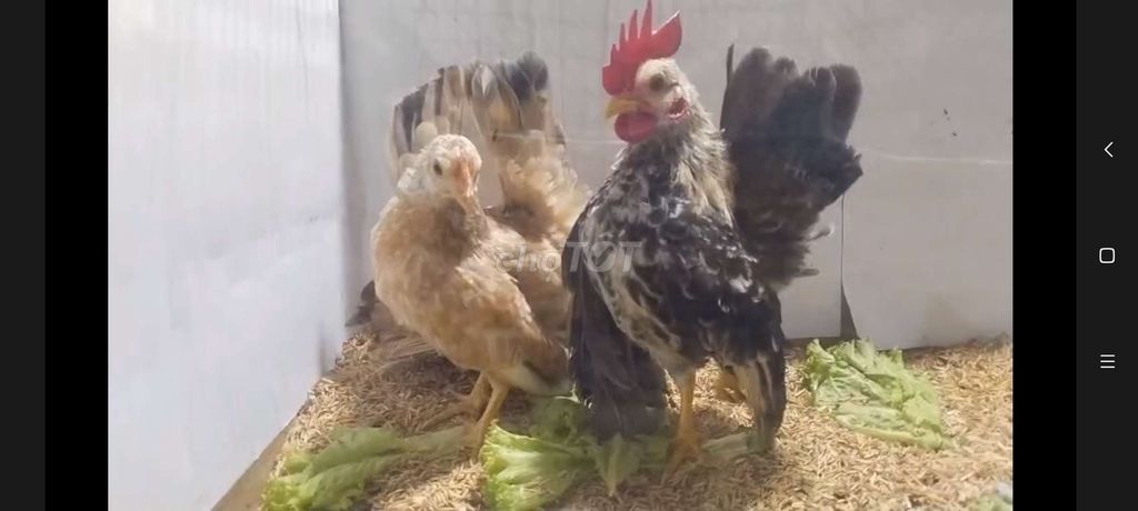 CẶP GÀ SERAMA TRỐNG ĐIỀU XÁM MÁI ĐIỀU BÔNG 27. Mua bán Gà tại Quận 8 Tp Hồ Chí Minh được đăng bởi THUẬN PHÁT SERAMA hình 4