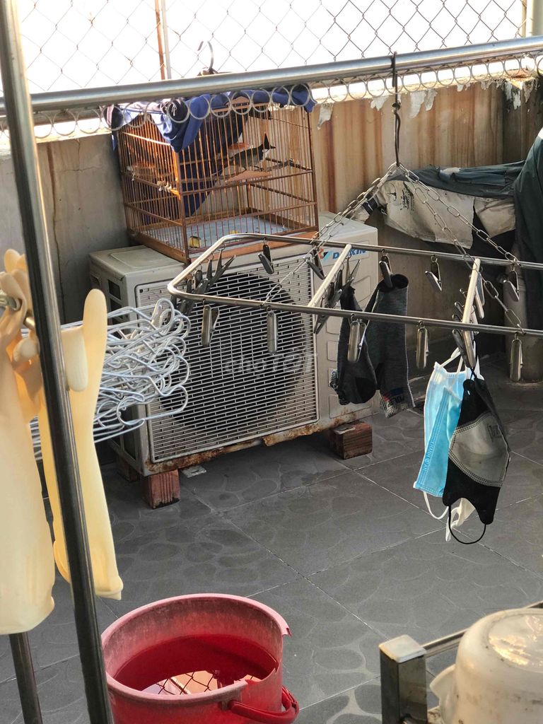 Chim chào mào còn nhát. Mua bán Chim tại Quận Gò Vấp Tp Hồ Chí Minh được đăng bởi ace mua goi nha hình 1