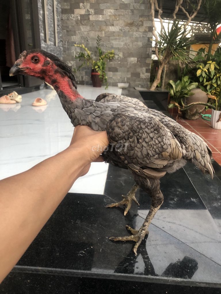 Gà mái xám chân xanh mắt ếch. Mua bán Gà tại Thị xã Hương Trà Thừa Thiên Huế được đăng bởi hiệu hình 1