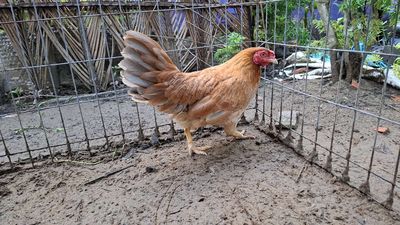 Em mái lai chân vuông máng sói..2.2ki. Mua bán Gà tại Thành phố Thủ Đức Tp Hồ Chí Minh được đăng bởi Nguyễn văn hùng