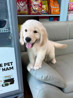 Chó Golden Retriever Đực và cái