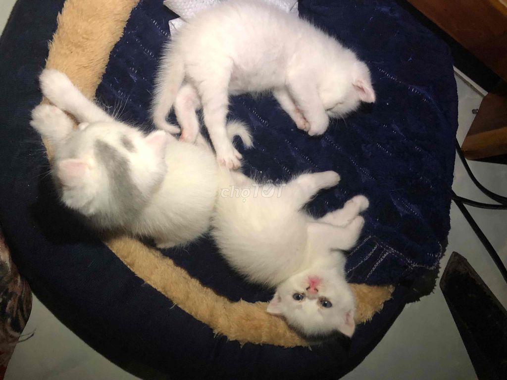 Mèo Anh lông ngắn tai cụp 1 tháng. Mua bán Mèo tại Thành phố Biên Hòa Đồng Nai được đăng bởi Tu hình 1