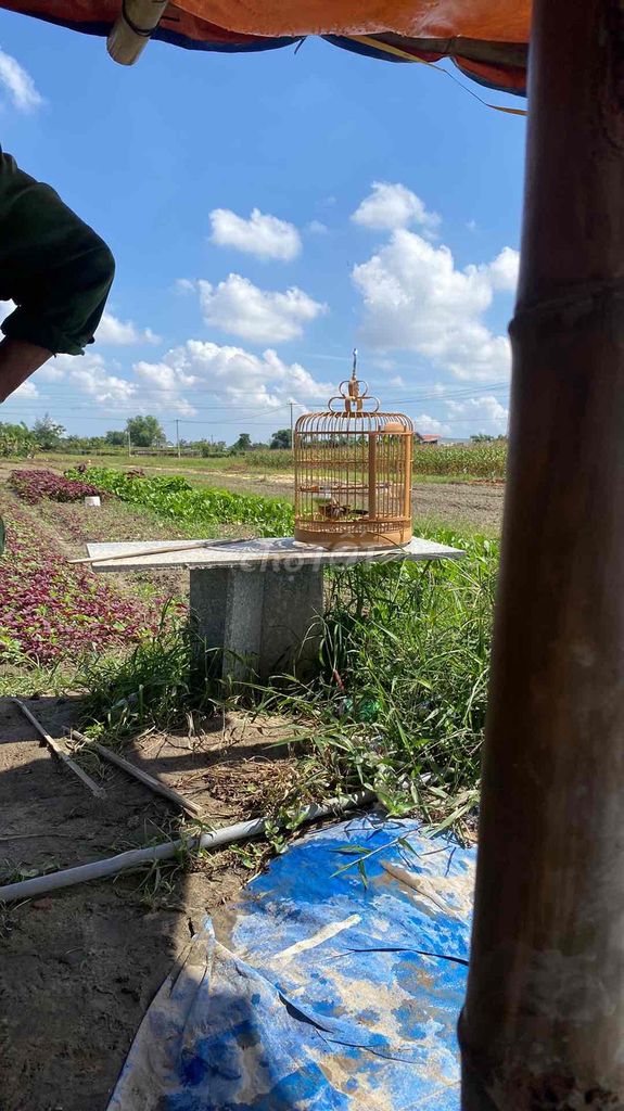 Chim Mi màu Nâu. Mua bán Chim tại Thị xã Điện Bàn Quảng Nam được đăng bởi Tên chưa cung cấp hình 1