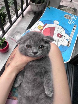 mèo xám xanh thuần chủng anh lông ngắn tai cụp