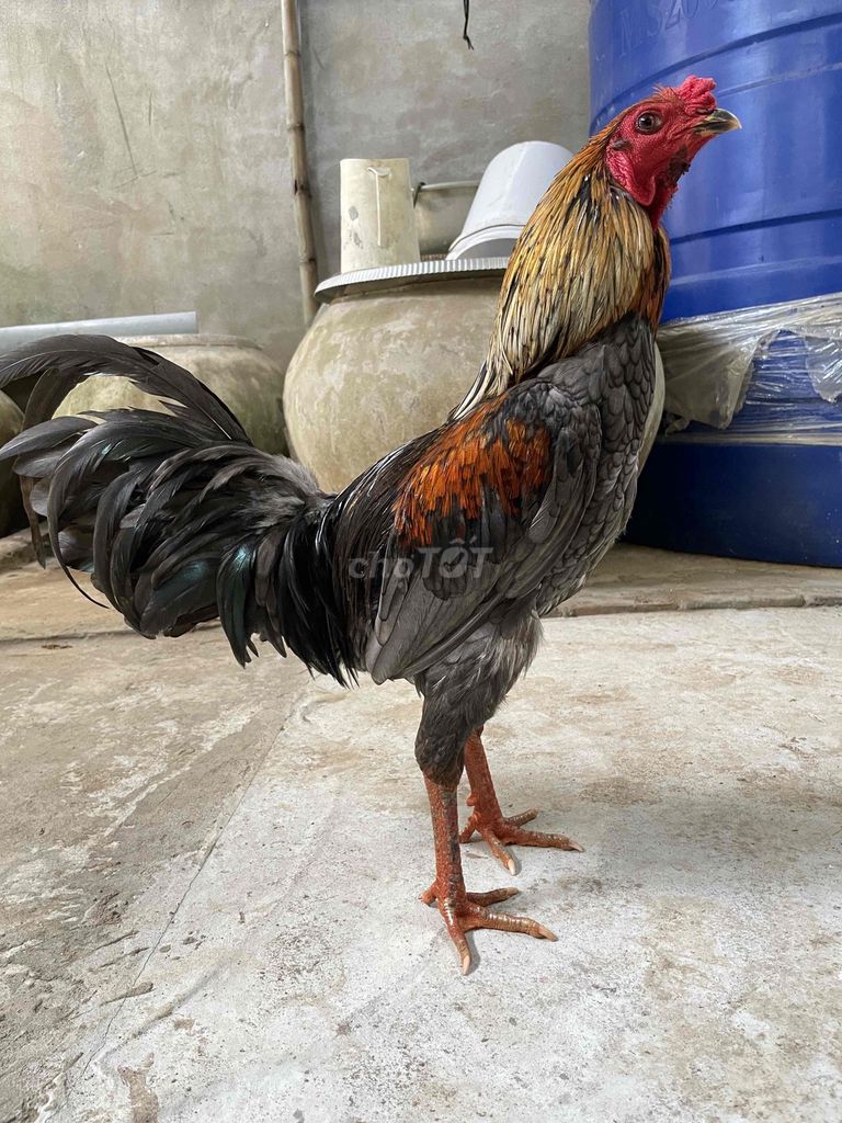 Gà chọi Đa sắc 2.6kg. Mua bán Gà tại Huyện Giồng Trôm Bến Tre được đăng bởi ga  ben tre hình 1