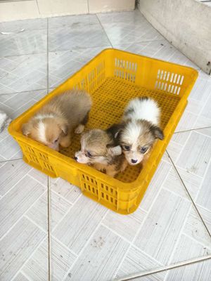 Chó Corgi nhiều màu khỏe mạnh