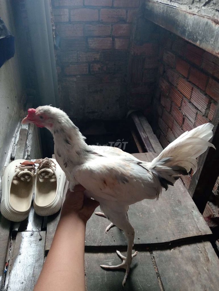 Gà bướm Peru Mỹ trống 4 tháng rưỡi . Mua bán Gà tại Quận 1 Tp Hồ Chí Minh được đăng bởi Hoàng Phúc hình 1