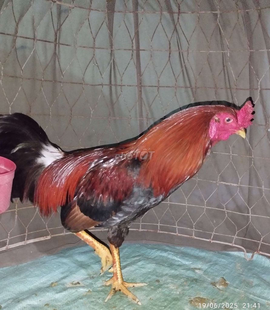 Điều 2ki6 Tơ Mới Ken