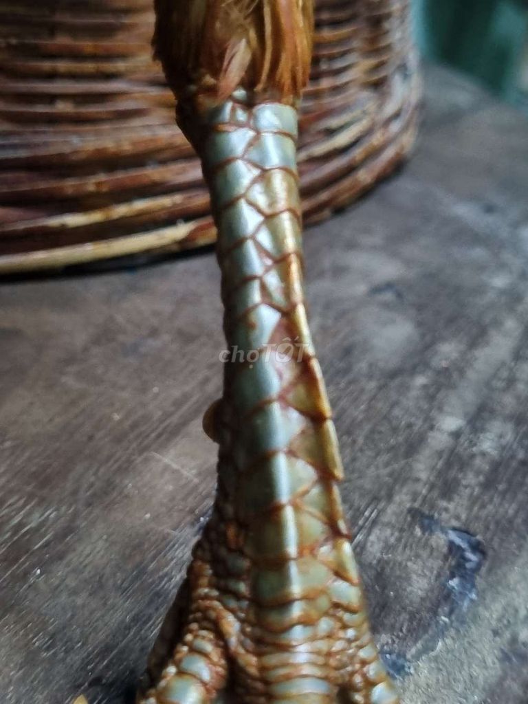 Mái Việt lai 2k3. Mua bán Gà tại Thành phố Tân An Long An được đăng bởi Nguyễn Khánh  hình 1