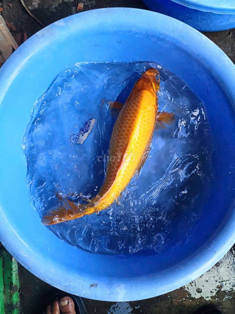 Cá Koi nhiều màu khỏe mạnh. Mua bán Thú cưng khác tại Quận 7 Tp Hồ Chí Minh được đăng bởi Bé Lùn hình 1