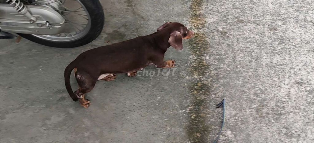 Chó lạp xưởng cái đang lên giống gần 4 tuổi