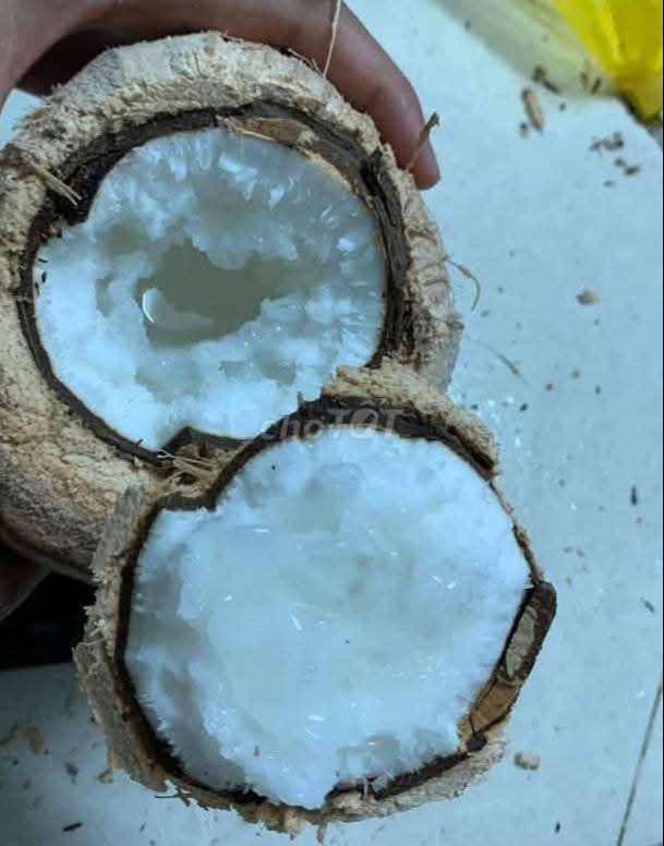 Dừa sáp Trà Vinh. Mua bán Đồ ăn, thực phẩm và các loại khác tại Quận 1 Tp Hồ Chí Minh được đăng bởi mít cute hình 3