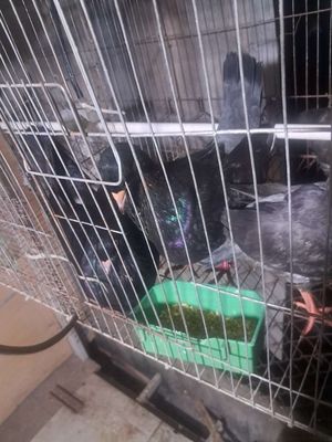 Bồ câu gà. Mua bán Chim tại Thành phố Thuận An Bình Dương được đăng bởi Tên chưa cung cấp