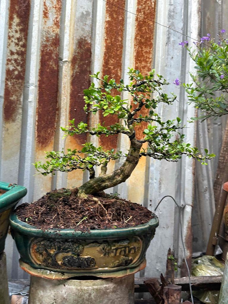 Nguyệt quế Bonsai fom mini mịn. Mua bán Cây cảnh, đồ trang trí tại Huyện Củ Chi Tp Hồ Chí Minh được đăng bởi nguyễn quốc Thắng hình 1