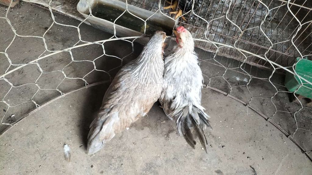 Gà cảnh Tân Châu Xám đuôi dài. Mua bán Gà tại Quận Thanh Xuân Hà Nội được đăng bởi an hình 1