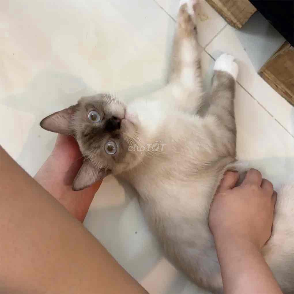 Mèo Xiêm đực 8-9 tháng đã thiến. Mua bán Mèo tại Quận 7 Tp Hồ Chí Minh được đăng bởi Thuý Vy hình 1