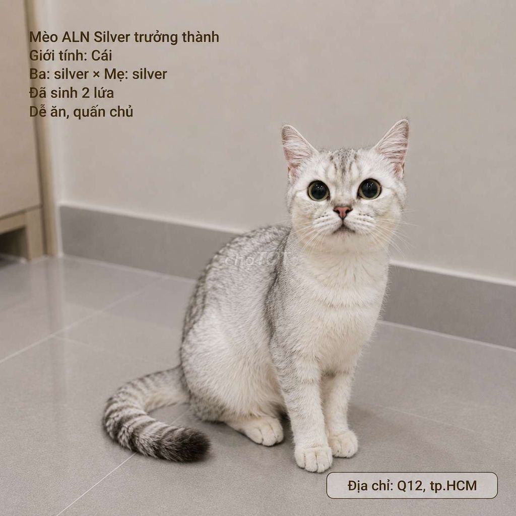 Mèo ALN cái trưởng thành Silver, golden. Mua bán Mèo tại Quận 12 Tp Hồ Chí Minh được đăng bởi Ngọc hình 1