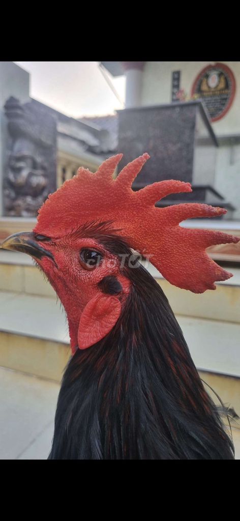 Ô que giap mỹ . Mua bán Gà tại Thành phố Tân An Long An được đăng bởi Nguyễn Khánh  hình 1