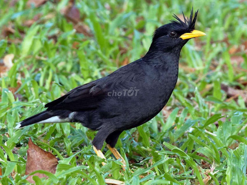 Chim sáo Đen chân Vàng mỏ Vàng. Mua bán Chim tại Quận Long Biên Hà Nội được đăng bởi tổng kho gia dụng  hình 1