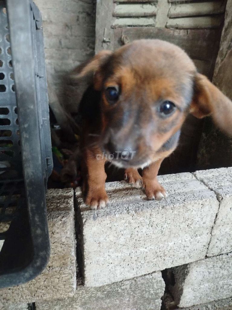 Chó con 2 tháng tuổi đã tiêm. Mua bán Chó tại Thành phố Phủ Lý Hà Nam được đăng bởi Lương Quang Anh hình 1