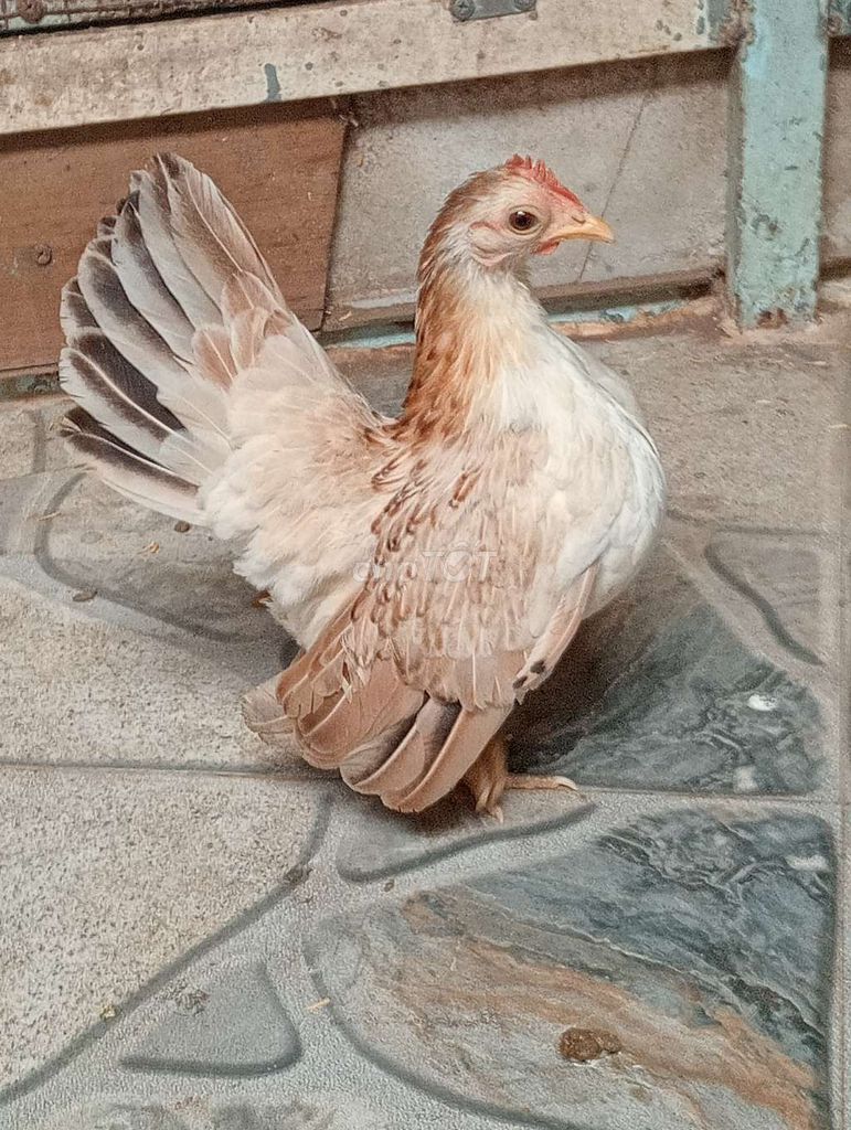 Gà Sema mái màu Nâu trắng. Mua bán Gà tại Thành phố Sóc Trăng Sóc Trăng được đăng bởi hải p3 hình 1