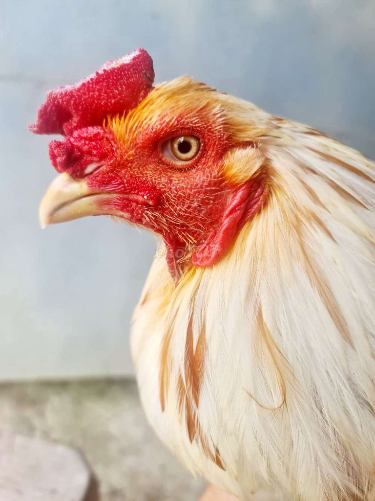 bướm 2k9. Mua bán Gà tại Huyện Càng Long Trà Vinh được đăng bởi pham quân hình 1